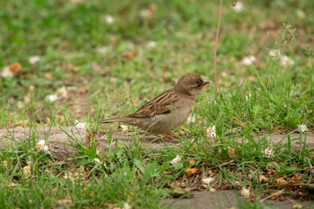 istock the little sparrow bird among the green grass 1318885201