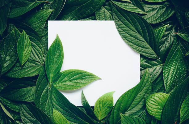 istock Creative layout composition frame of juicy green leaves with beautiful texture with paper card note. 1318885322