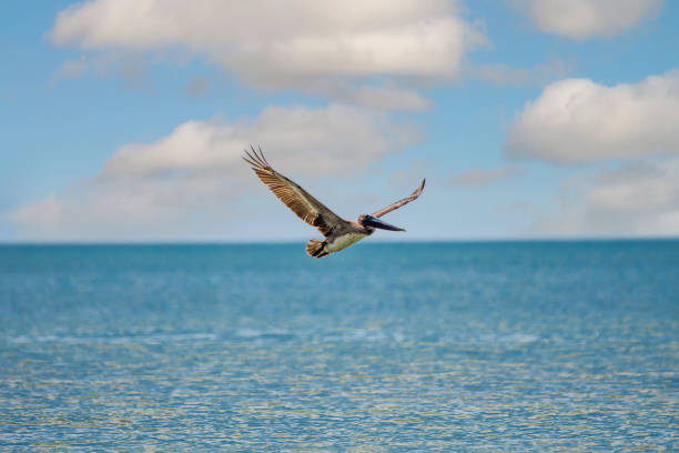 istock Brown pelican in flight over water 1318886067