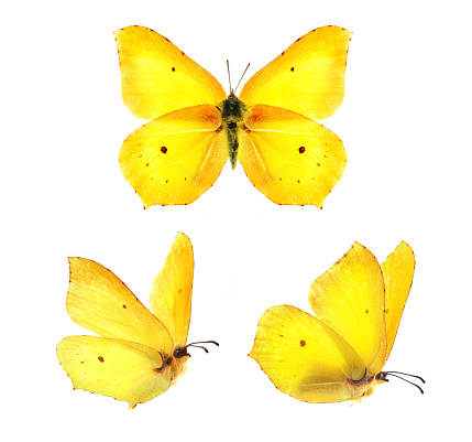 Set - three beautiful yellow butterflies Gonepteryx isolated on white background. Butterfly with spread wings and in flight.