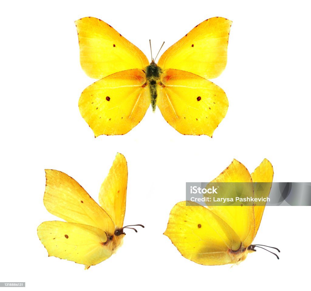 Three beautiful yellow butterflies Gonepteryx isolated on white background. Set - three beautiful yellow butterflies Gonepteryx isolated on white background. Butterfly with spread wings and in flight. Butterfly - Insect Stock Photo