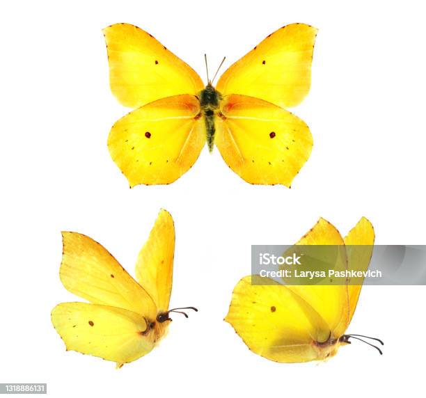 Three Beautiful Yellow Butterflies Gonepteryx Isolated On White Background Stock Photo - Download Image Now