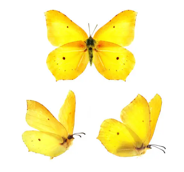 Photo of Three beautiful yellow butterflies Gonepteryx isolated on white background.