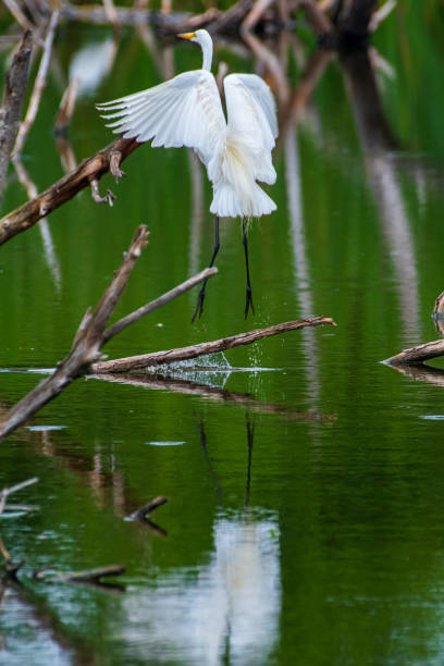 istock Great white egret in swamp 1318886339