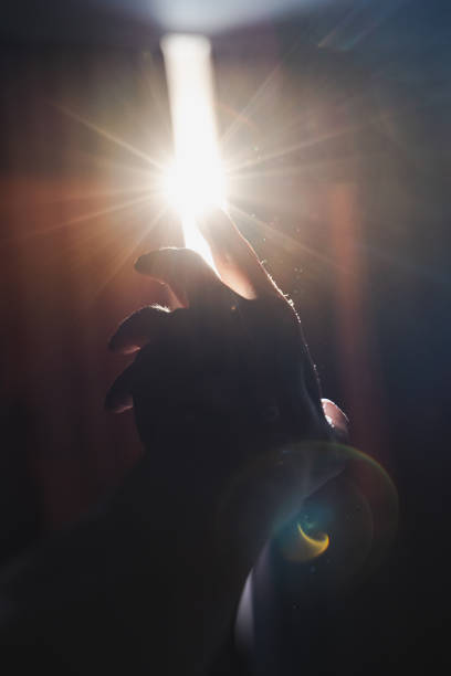 Art photo with a hand reaching for a strip of light between the curtains. Blurred image with backlight and highlights. From darkness to light concept.