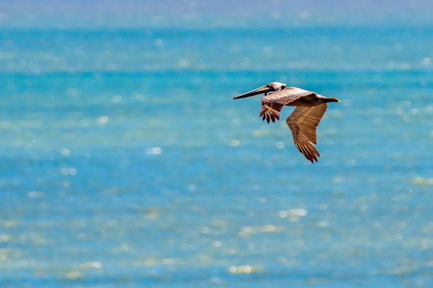 istock Brown pelican in flight over ocean 1318886532