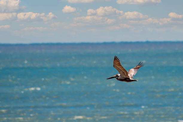 istock Brown pelican in flight over ocean 1318886552
