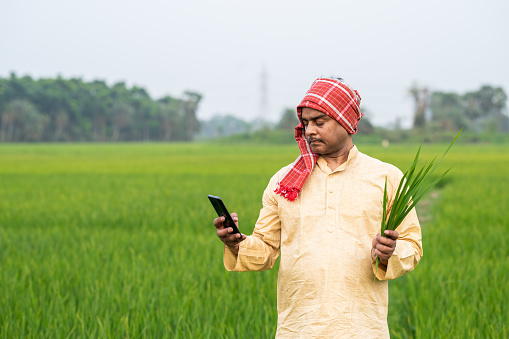 Outdoor image of mid adult Indian farmer taking photo with his smartphone of green paddy or wheat plant in green agricultural field. Concept of Farmer's using technology for better farming.
