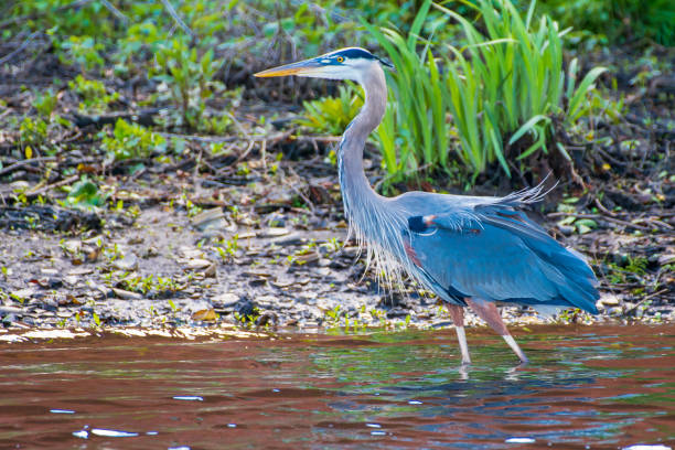 istock Great blue heron wading on shoreline 1318886720