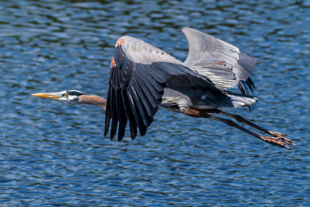 istock Great blue heron in flight over water 1318886746