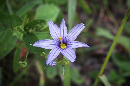 Macro de una flor de hierba de ojos azules photo