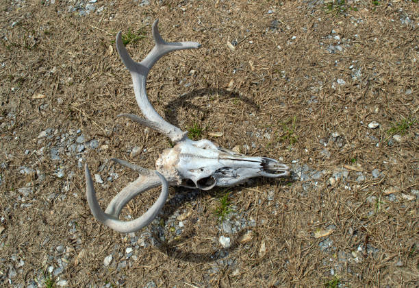 istock A seven point whitetail deer skull on the ground 1318890271