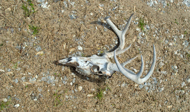 ミズーリ州の白い尾の鹿の頭蓋骨 - antler stag trophy animal skull ストックフォトと画像