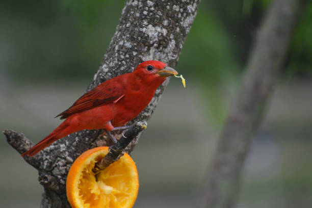 A Tennessee warbler perches on a feeder on the edge of a forest in Costa Rica.