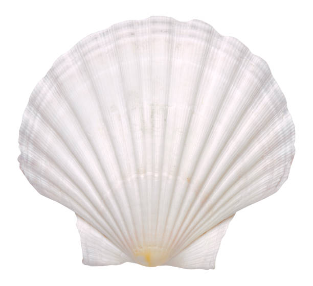 istock beautiful isolated marine shell on white background 1318891452