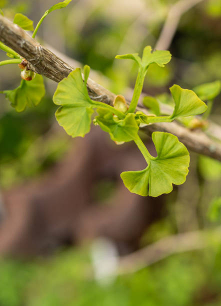 istock fresh leaves of a ginkgo tree 1318891701