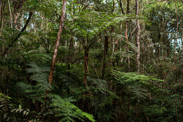 istock Tropical Fern Tree - Xaxim - Atlantic Forest 1318893791