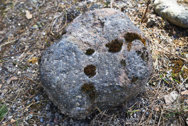 istock Granite stone covered with moss in the forest. Close-up, selective focus 1318894771