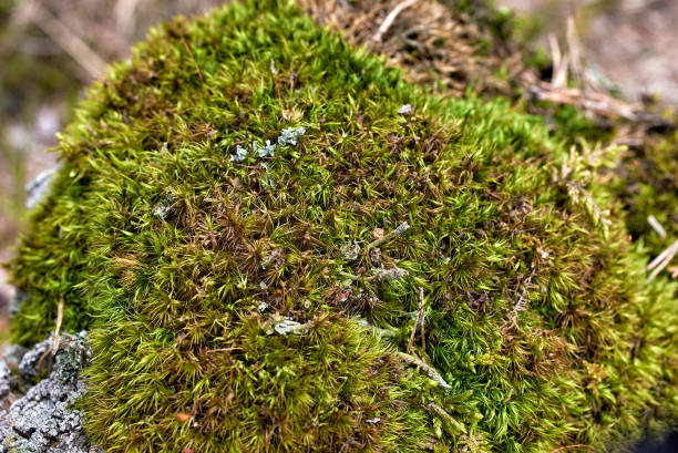istock Granite stone covered with moss in the forest. Close-up, selective focus 1318894843