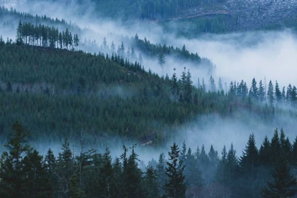 istock Foggy British Columbia Mountainside 1318896797
