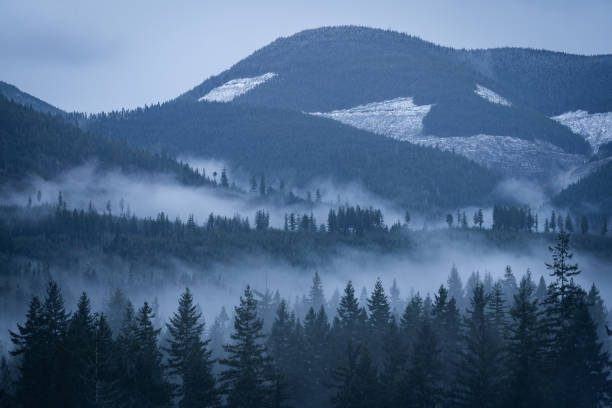 Foggy forest on a mountainside in a valley near Lake Cowichan, Vancouver Island.