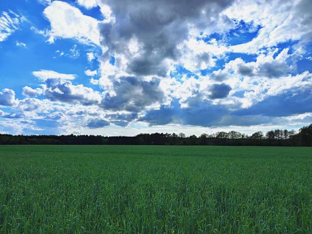 istock On the edge of the grain field in spring 1318899817