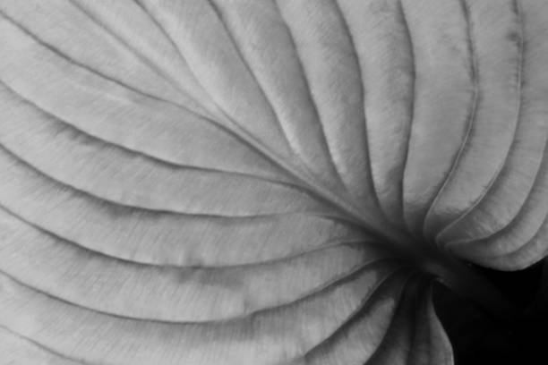 istock Close-up of Elegant Hosta Leaf 1318900331