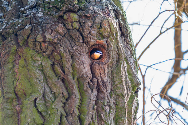 istock Nuthatch - Sitta europaea sits on the bark of a tree in which there is a hole and climbs into the nest 1318902672