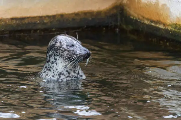 Photo of Portrait of Otariidae head - Sea lion in the water at the zoo