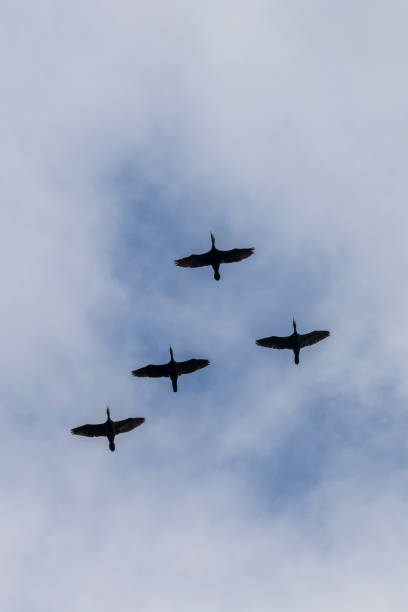 istock Four Cormorants fly through the air. In the background is a blue sky 1318902872