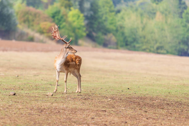 istock Fallow Deer - Dama dama grazes in a meadow. 1318903056