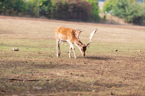 Fallow Deer - Dama dama grazes in a meadow.