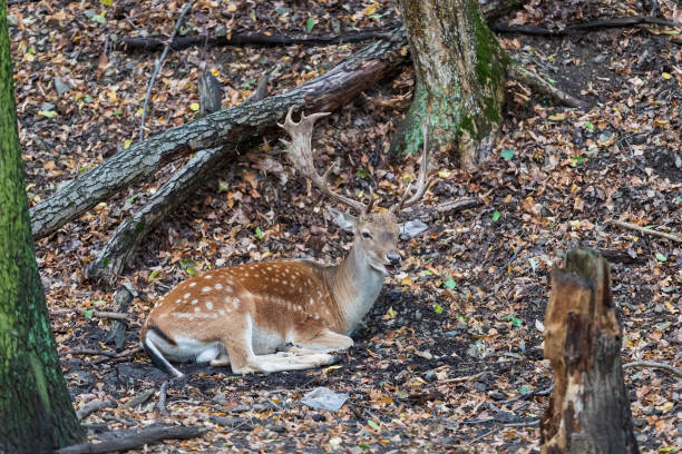 Fallow Deer - Dama dama lies on the ground in the leaves among the trees Fallow Deer - Dama dama lies on the ground in the leaves among the trees. There's garbage from people around. khuzestan province stock pictures, royalty-free photos & images