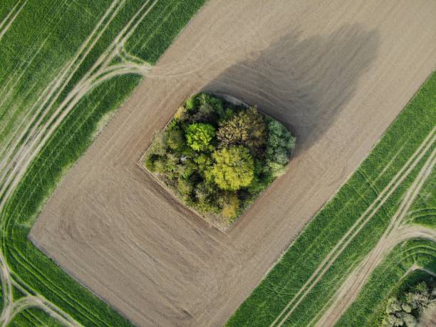 istock Trees and field from directly above 1318903434