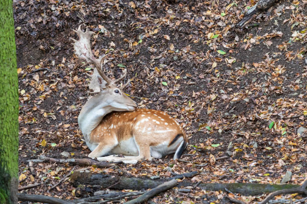 Fallow Deer - Dama dama lies on the ground in the leaves among the trees Fallow Deer - Dama dama lies on the ground in the leaves among the trees. khuzestan province stock pictures, royalty-free photos & images