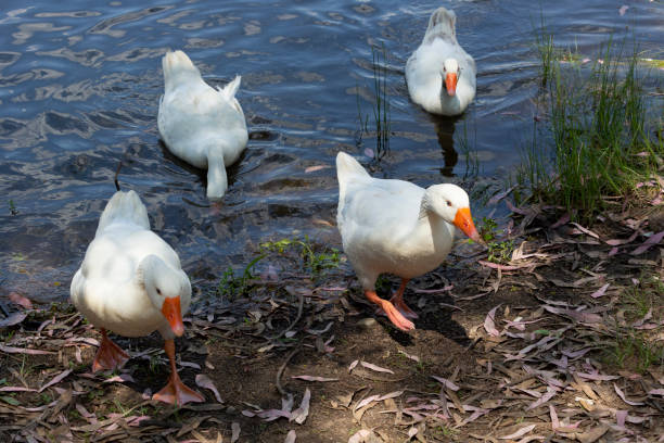 istock Ducks in natural pond and nature on a sunny day 1318904162