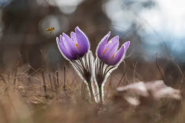 Photo of A bee flying over Pulsatilla grandis pollinating a flower
