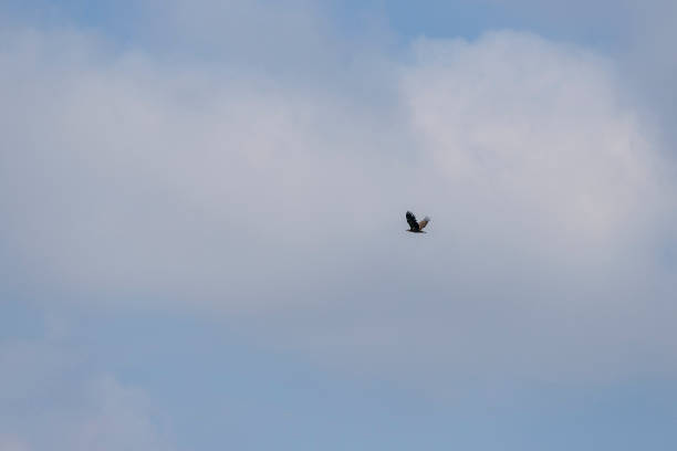 istock The eagle that flies in the background is a blue sky with white clouds 1318904555