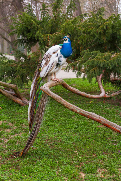 istock Crowned Peacock - Pavo cristatus sitting on a low tree 1318904724