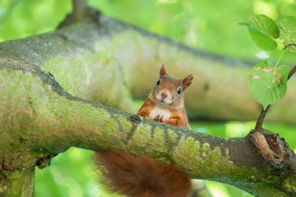 istock Sciurus vulgaris - Squirrel - on a tree in green branches 1318905482