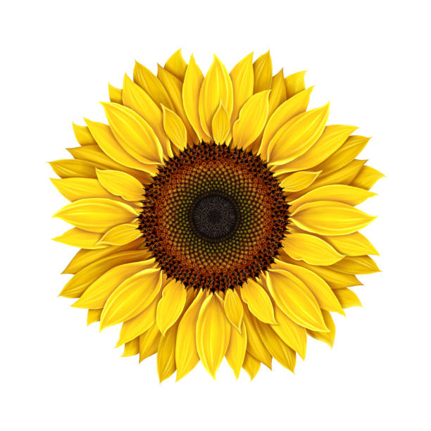 illustrations, cliparts, dessins animés et icônes de fond blanc d’isolement de tournesol - sunflower field single flower flower