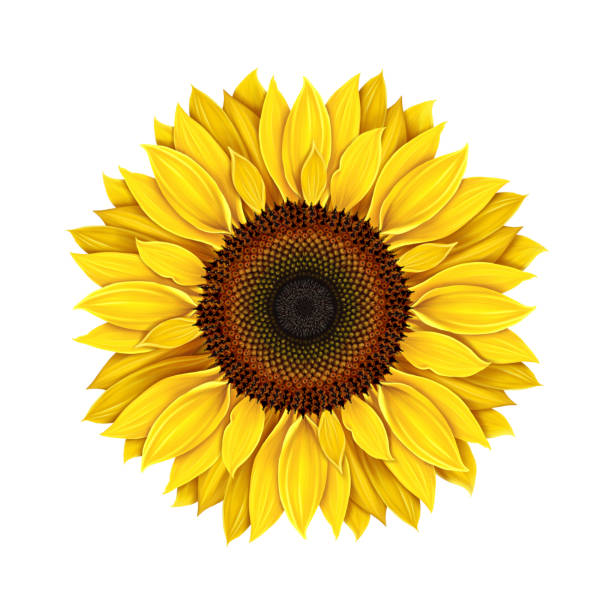 подсолнечник изолированный белый фон - sunflower field single flower flower stock illustrations