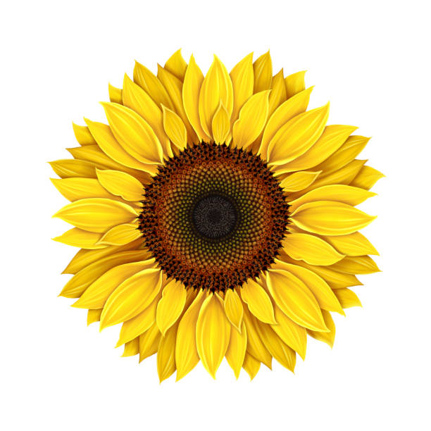 Sunflower isolated white background Sunflower isolated on a white background, realistic drawing. Yellow flower single sunflower. Seeds and petals of a yellow flower. Agriculture, autumn harvest of sunflower seeds. orange sunflower stock illustrations