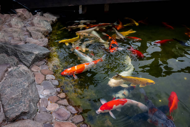 istock japanese carp koi fish in the pond 1318905730