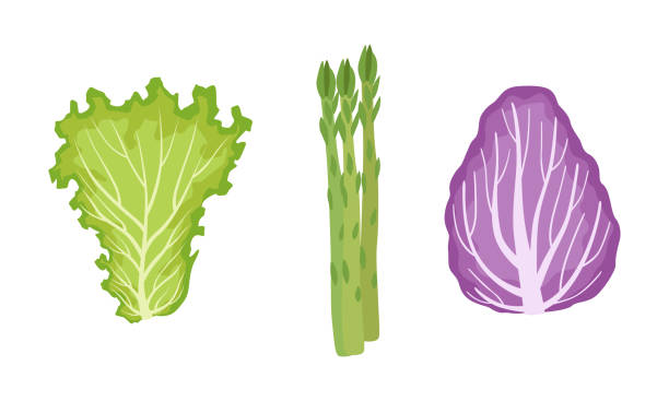 ilustraciones, imágenes clip art, dibujos animados e iconos de stock de ensalada hojas verdes y hojas de verduras set, lechuga, radicchio, espárragos, ilustración de vectores de alimentos saludables veganos orgánicos - asparagus