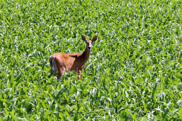 istock fawn deer standing in a low corn field in bright natural sunlight 1318906856
