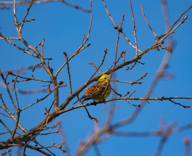 istock Greenfinch on an oak tree in sunshine 1318907306