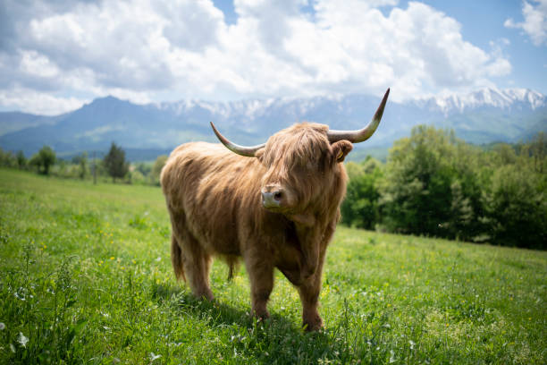 Portrait of a hairy scottish cattle on the meadow.