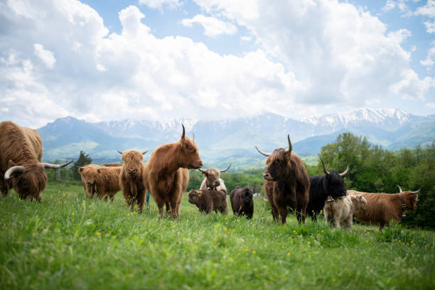 A large group of highland cattle on the pasture.