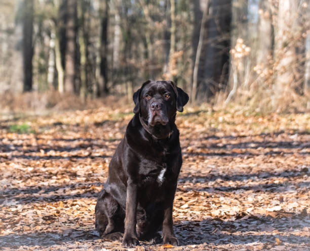 istock Brown labrador sits in the autumn forest 1318907338